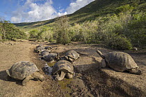 Volcan Alcedo Giant Tortoise (Chelonoidis nigra vandenburghi) group wallowing in mud, Alcedo Volcano, Isabela Island, Galapagos Islands, Ecuador