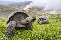 Volcan Alcedo Giant Tortoise (Chelonoidis nigra vandenburghi) pair grazing on volcano, Alcedo Volcano, Isabela Island, Galapagos Islands, Ecuador