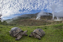 Volcan Alcedo Giant Tortoise (Chelonoidis nigra vandenburghi) pair in volcanic landscape, Alcedo Volcano, Isabela Island, Galapagos Islands, Ecuador