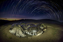 Volcan Alcedo Giant Tortoise (Chelonoidis nigra vandenburghi) group wallowing in mud at night, Alcedo Volcano, Isabela Island, Galapagos Islands, Ecuador
