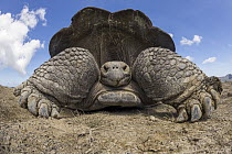 Volcan Alcedo Giant Tortoise (Chelonoidis nigra vandenburghi), Alcedo Volcano, Isabela Island, Galapagos Islands, Ecuador