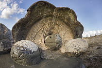 Volcan Alcedo Giant Tortoise (Chelonoidis nigra vandenburghi) wallowing in mud, Alcedo Volcano, Isabela Island, Galapagos Islands, Ecuador