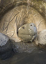 Volcan Alcedo Giant Tortoise (Chelonoidis nigra vandenburghi) wallowing in mud, Alcedo Volcano, Isabela Island, Galapagos Islands, Ecuador