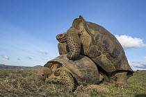 Volcan Alcedo Giant Tortoise (Chelonoidis nigra vandenburghi) pair mating, Alcedo Volcano, Isabela Island, Galapagos Islands, Ecuador