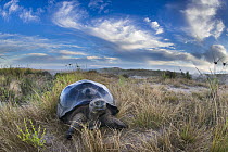 Volcan Alcedo Giant Tortoise (Chelonoidis nigra vandenburghi) on ridge, Alcedo Volcano, Isabela Island, Galapagos Islands, Ecuador