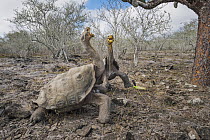 Saddleback Galapagos Tortoise (Chelonoidis nigra hoodensis) pair facing off, Espanola Island, Galapagos Islands, Ecuador