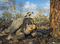 Galapagos Mockingbird (Nesomimus parvulus) on Saddleback Galapagos Tortoise (Chelonoidis nigra hoodensis), Espanola Island, Galapagos Islands, Ecuador