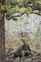 Saddleback Galapagos Tortoise (Chelonoidis nigra hoodensis) and Opuntia (Opuntia sp) cactus, Espanola Island, Galapagos Islands, Ecuador
