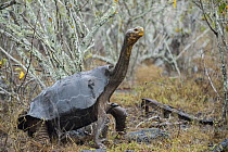 Saddleback Galapagos Tortoise (Chelonoidis nigra hoodensis), Espanola Island, Galapagos Islands, Ecuador