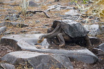 Saddleback Galapagos Tortoise (Chelonoidis nigra hoodensis) drinking from small puddle, Espanola Island, Galapagos Islands, Ecuador
