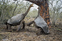 Saddleback Galapagos Tortoise (Chelonoidis nigra hoodensis) pair fighting, Espanola Island, Galapagos Islands, Ecuador