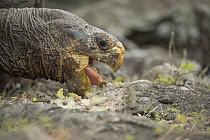 Saddleback Galapagos Tortoise (Chelonoidis nigra hoodensis) feeding on cactus, Espanola Island, Galapagos Islands, Ecuador