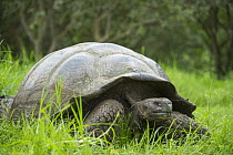 Indefatigable Island Tortoise (Chelonoidis nigra porteri), Puerto Ayora, Santa Cruz Island, Galapagos Islands, Ecuador