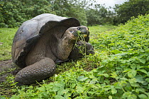 Indefatigable Island Tortoise (Chelonoidis nigra porteri) grazing, Puerto Ayora, Santa Cruz Island, Galapagos Islands, Ecuador
