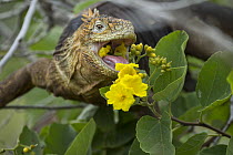 Galapagos Land Iguana (Conolophus subcristatus) feeding on flowers, Seymour Island, Galapagos Islands, Ecuador