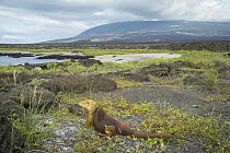 Galapagos Land Iguana (Conolophus subcristatus) near coast, Cape Douglas, Fernandina Island, Galapagos Islands, Ecuador