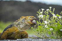 Galapagos Land Iguana (Conolophus subcristatus) feeding on flowers, Cape Douglas, Fernandina Island, Galapagos Islands, Ecuador