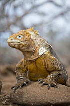 Galapagos Land Iguana (Conolophus subcristatus), Seymour Island, Galapagos Islands, Ecuador
