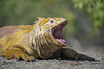 Galapagos Land Iguana (Conolophus subcristatus) thermoregulating, Urvina Bay, Isabela Island, Galapagos Islands, Ecuador
