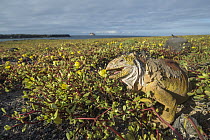 Galapagos Land Iguana (Conolophus subcristatus) feeding on flowers, Plazas Island, Galapagos Islands, Ecuador