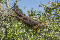 Galapagos Land Iguana (Conolophus subcristatus) feeding on fruit, Plazas Island, Galapagos Islands, Ecuador