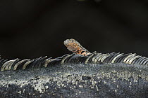 Galapagos Lava Lizard (Microlophus albemarlensis) on Marine Iguana (Amblyrhynchus cristatus), Punta Espinosa, Fernandina Island, Galapagos Islands, Ecuador