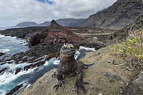 Marine Iguana (Amblyrhynchus cristatus) on coast, Punta Vicente Roca, Isabela Island, Galapagos Islands, Ecuador
