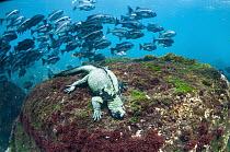 Marine Iguana (Amblyrhynchus cristatus) grazing on algae with Peruvian Grunt (Anisotremus scapularis) school behind, Cape Douglas, Fernandina Island, Galapagos Islands, Ecuador