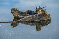 Marine Iguana (Amblyrhynchus cristatus) trio in shallow water, Puerto Egas, Santiago Island, Galapagos Islands, Ecuador