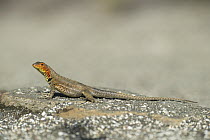 Santa Cruz Lava Lizard (Microlophus indefatigabilis), Puerto Egas, Santiago Island, Galapagos Islands, Ecuador