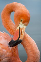 Greater Flamingo (Phoenicopterus ruber) preening, Punta Moreno, Isabela Island, Galapagos Islands, Ecuador