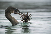 Flightless Cormorant (Phalacrocorax harrisi) carrying Pencil-spined Sea Urchin (Eucidaris thouarsii) prey, Punta Albemarle, Isabela Island, Galapagos Islands, Ecuador