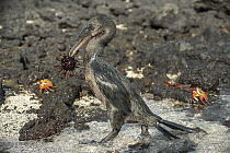 Flightless Cormorant (Phalacrocorax harrisi) carrying Pencil-spined Sea Urchin (Eucidaris thouarsii) prey near Sally Lightfoot Crabs (Grapsus grapsus), Punta Albemarle, Isabela Island, Galapagos Islan...