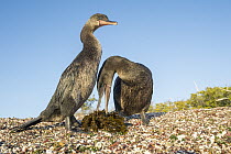 Flightless Cormorant (Phalacrocorax harrisi) pair collecting nesting material, Playa Negra, Isabela Island, Galapagos Islands, Ecuador