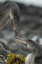 Flightless Cormorant (Phalacrocorax harrisi) bringing food to partner, Punta Albemarle, Isabela Island, Galapagos Islands, Ecuador