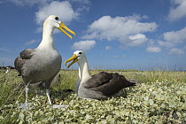 Waved Albatross (Phoebastria irrorata) pair courting, Punta Suarez, Espanola Island, Galapagos Islands, Ecuador