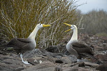 Waved Albatross (Phoebastria irrorata) pair courting, Punta Suarez, Espanola Island, Galapagos Islands, Ecuador. Sequence 3 of 3