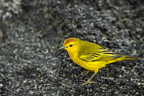 Yellow Warbler (Setophaga petechia), Punta Cormorant, Floreana Island, Galapagos Islands, Ecuador