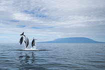 Bottlenose Dolphin (Tursiops truncatus) trio leaping, Urvina Bay, Isabela Island, Galapagos Islands, Ecuador