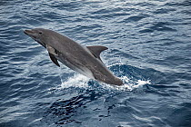 Bottlenose Dolphin (Tursiops truncatus) leaping, Espanola Island, Galapagos Islands, Ecuador