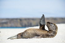Galapagos Sea Lion (Zalophus wollebaeki) pup stretching, Mosquera Island, Galapagos Islands, Ecuador