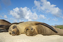 Galapagos Sea Lion (Zalophus wollebaeki) group sleeping on beach, Santa Fe Island, Galapagos Islands, Ecuador