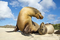 Galapagos Sea Lion (Zalophus wollebaeki) pair squabbling on beach, Santa Fe Island, Galapagos Islands, Ecuador