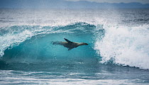 Galapagos Sea Lion (Zalophus wollebaeki) surfing wave, Punta Espinosa, Fernandina Island, Galapagos Islands, Ecuador