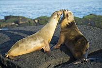 Galapagos Sea Lion (Zalophus wollebaeki) pair greeting, Cape Douglas, Fernandina Island, Galapagos Islands, Ecuador
