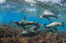 Galapagos Sea Lion (Zalophus wollebaeki) group in water, Champion Islet, Floreana Island, Galapagos Islands, Ecuador