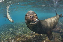 Galapagos Sea Lion (Zalophus wollebaeki) trio in water, Champion Islet, Floreana Island, Galapagos Islands, Ecuador