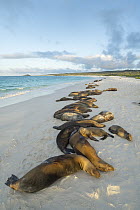 Galapagos Sea Lion (Zalophus wollebaeki) group on beach, Gardner Bay, Espanola Island, Galapagos Islands, Ecuador