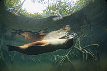 Galapagos Sea Lion (Zalophus wollebaeki) swimming in mangroves, Elizabeth Bay, Isabela Island, Galapagos Islands, Ecuador