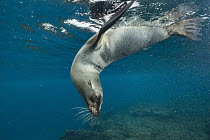 Galapagos Sea Lion (Zalophus wollebaeki) in water, Champion Islet, Floreana Island, Galapagos Islands, Ecuador